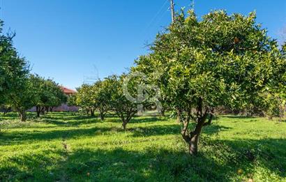 MUĞLA KÖYCEĞİZDE SATILIK TARLA VE MÜSTAKİL DAiRELER