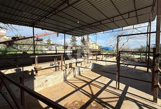 TARSUSTA TAVUK ÇİFTLİĞİ - 1 - 335656