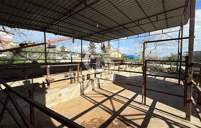 TARSUSTA TAVUK ÇİFTLİĞİ