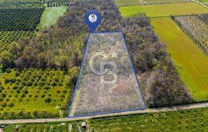 DOĞANIN ORTASINDA HUZURLU VE SESSİZ YAŞAM