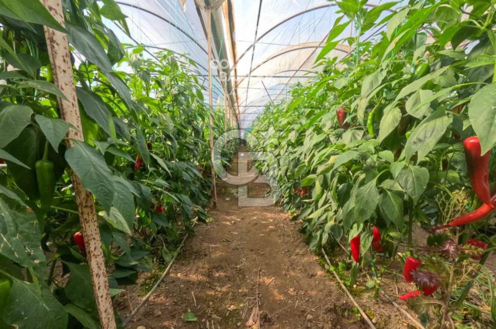 ANTALYA DEMRE KÖŞKERLERDE CB ARDENDEN 7420 M2 SATILIK TARLA