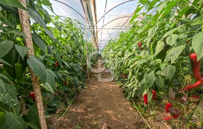 ANTALYA DEMRE KÖŞKERLERDE CB ARDENDEN 7420 M2 SATILIK TARLA