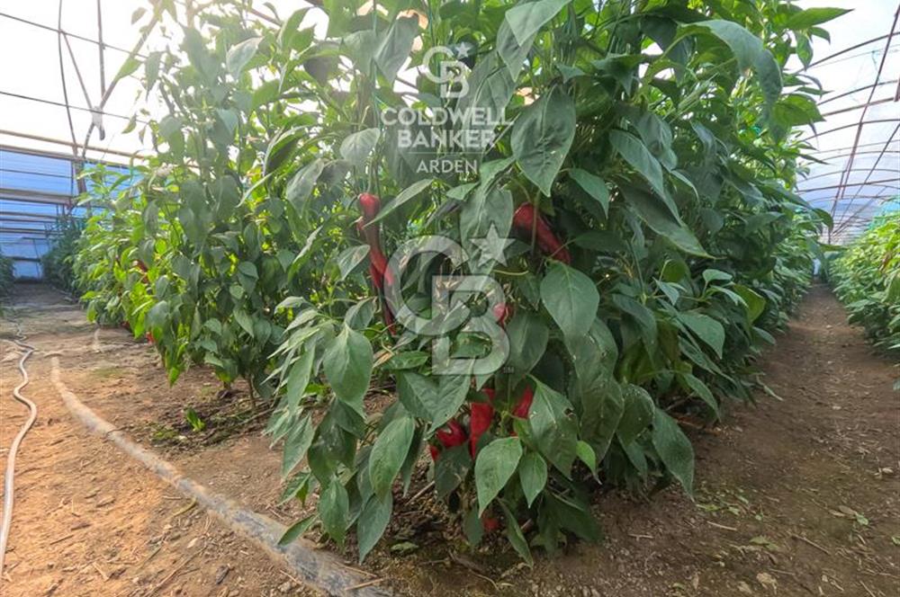 ANTALYA DEMRE KÖŞKERLERDE CB ARDENDEN 7420 M2 SATILIK TARLA