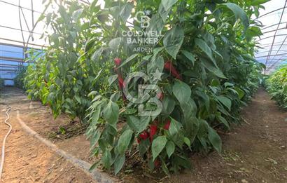 ANTALYA DEMRE KÖŞKERLERDE CB ARDENDEN 7420 M2 SATILIK TARLA