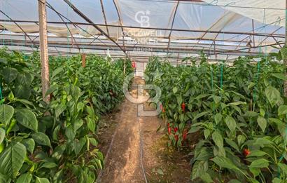 ANTALYA DEMRE KÖŞKERLERDE CB ARDENDEN 7420 M2 SATILIK TARLA