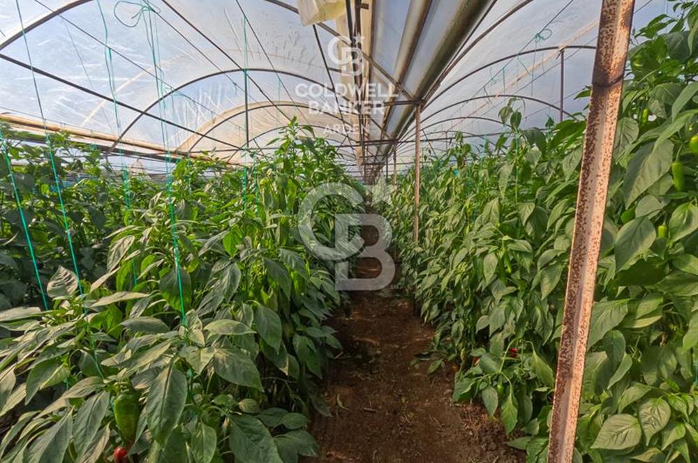 ANTALYA DEMRE KÖŞKERLERDE CB ARDENDEN 7420 M2 SATILIK TARLA