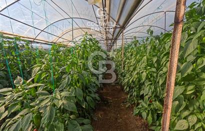 ANTALYA DEMRE KÖŞKERLERDE CB ARDENDEN 7420 M2 SATILIK TARLA