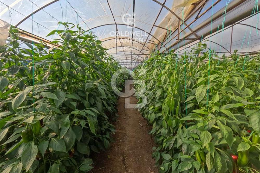 ANTALYA DEMRE KÖŞKERLERDE CB ARDENDEN 7420 M2 SATILIK TARLA