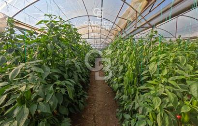 ANTALYA DEMRE KÖŞKERLERDE CB ARDENDEN 7420 M2 SATILIK TARLA