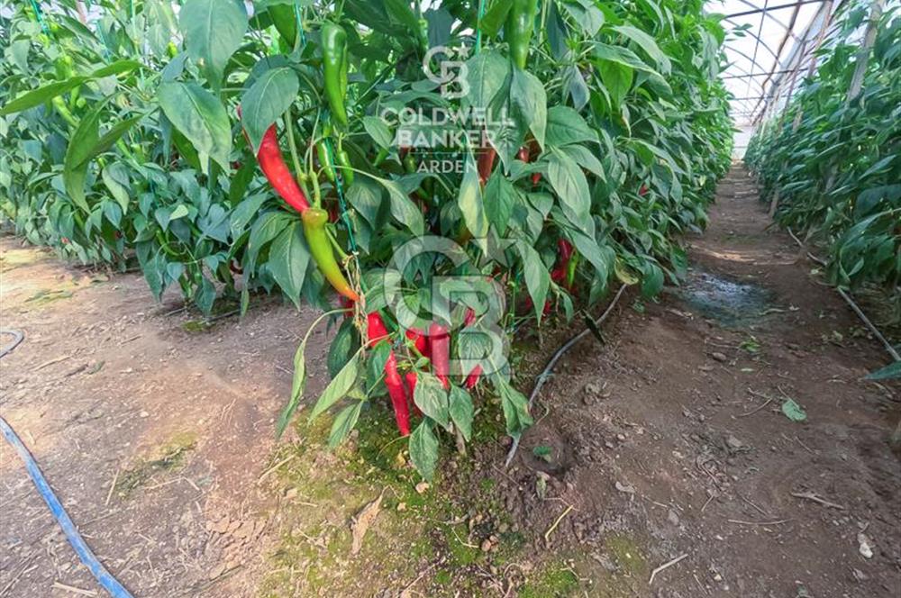 ANTALYA DEMRE KÖŞKERLERDE CB ARDENDEN 7420 M2 SATILIK TARLA