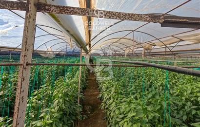 ANTALYA DEMRE KÖŞKERLERDE CB ARDENDEN 7420 M2 SATILIK TARLA