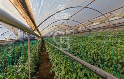 ANTALYA DEMRE KÖŞKERLERDE CB ARDENDEN 7420 M2 SATILIK TARLA