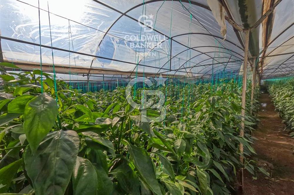 ANTALYA DEMRE KÖŞKERLERDE CB ARDENDEN 7420 M2 SATILIK TARLA