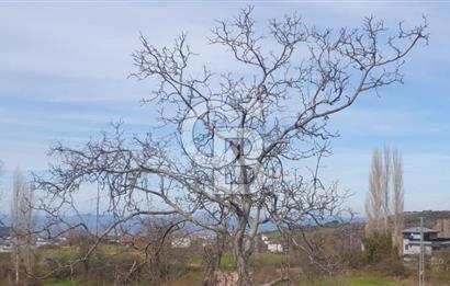 YALOVA TERMAL AKKÖYDE MUHTEŞEM DENİZ VE DOĞA MANZARALI 503M2 ARSA