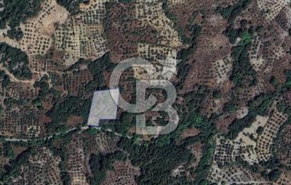 Muğla/Menteşe Denizova Mahallesinde 2874 M2 Satılık Tarla