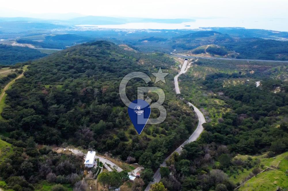 ALİAĞA AŞAĞI ŞAKRANDA YOLA SIFIR 5.700 m² ZEYTİNLİK