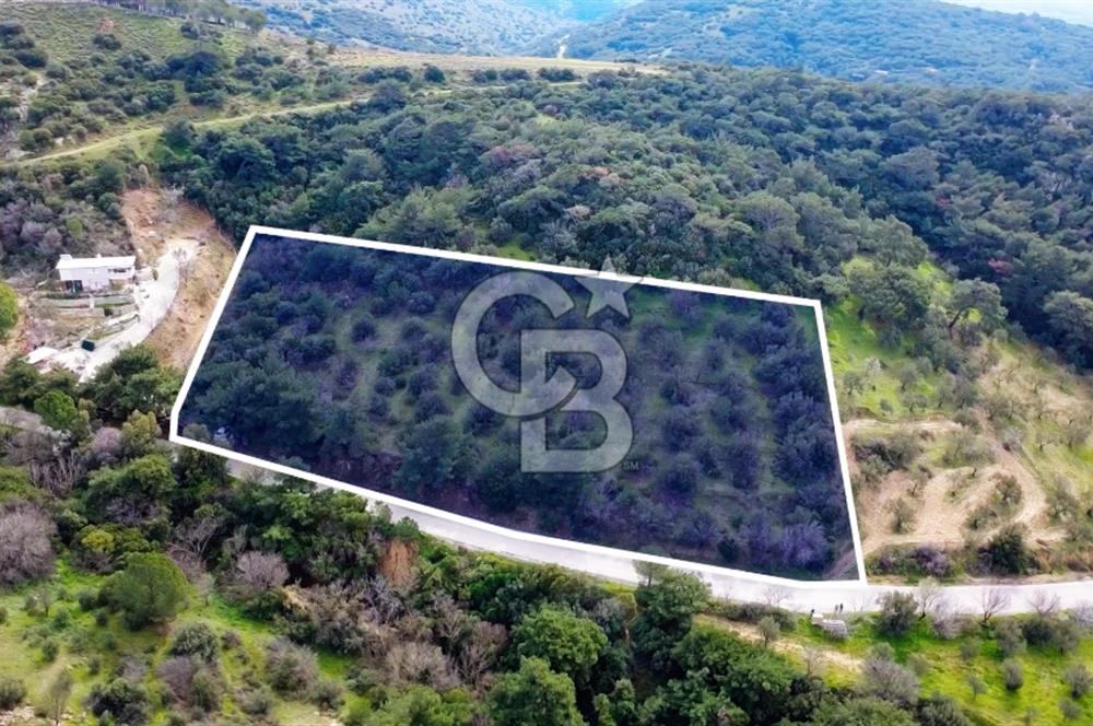 ALİAĞA AŞAĞI ŞAKRANDA YOLA SIFIR 5.700 m² ZEYTİNLİK