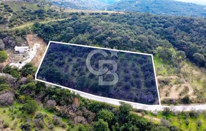 ALİAĞA AŞAĞI ŞAKRANDA YOLA SIFIR 5.700 m² ZEYTİNLİK