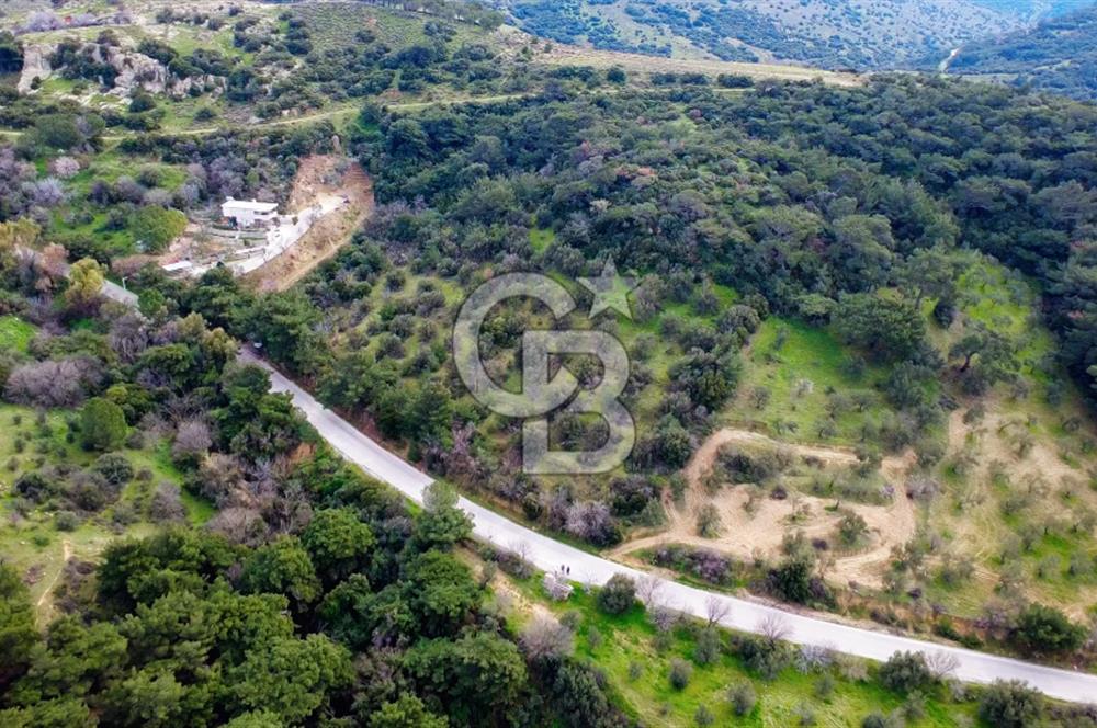 ALİAĞA AŞAĞI ŞAKRANDA YOLA SIFIR 5.700 m² ZEYTİNLİK