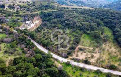 ALİAĞA AŞAĞI ŞAKRANDA YOLA SIFIR 5.700 m² ZEYTİNLİK