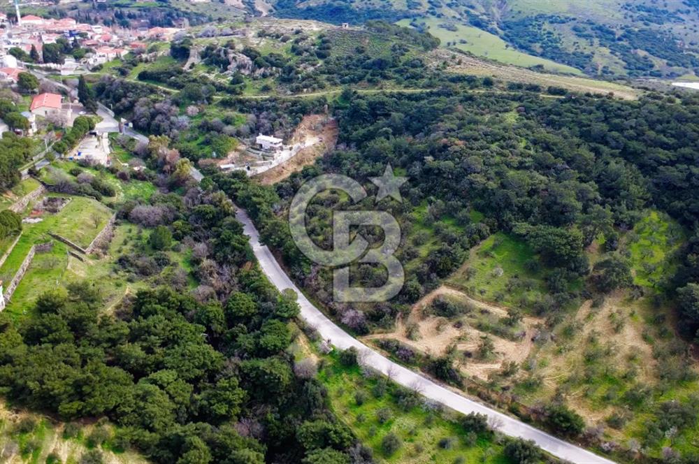 ALİAĞA AŞAĞI ŞAKRANDA YOLA SIFIR 5.700 m² ZEYTİNLİK