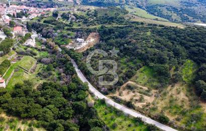 ALİAĞA AŞAĞI ŞAKRANDA YOLA SIFIR 5.700 m² ZEYTİNLİK