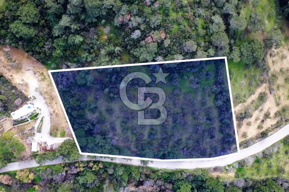 ALİAĞA AŞAĞI ŞAKRANDA YOLA SIFIR 5.700 m² ZEYTİNLİK