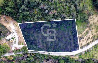 ALİAĞA AŞAĞI ŞAKRANDA YOLA SIFIR 5.700 m² ZEYTİNLİK