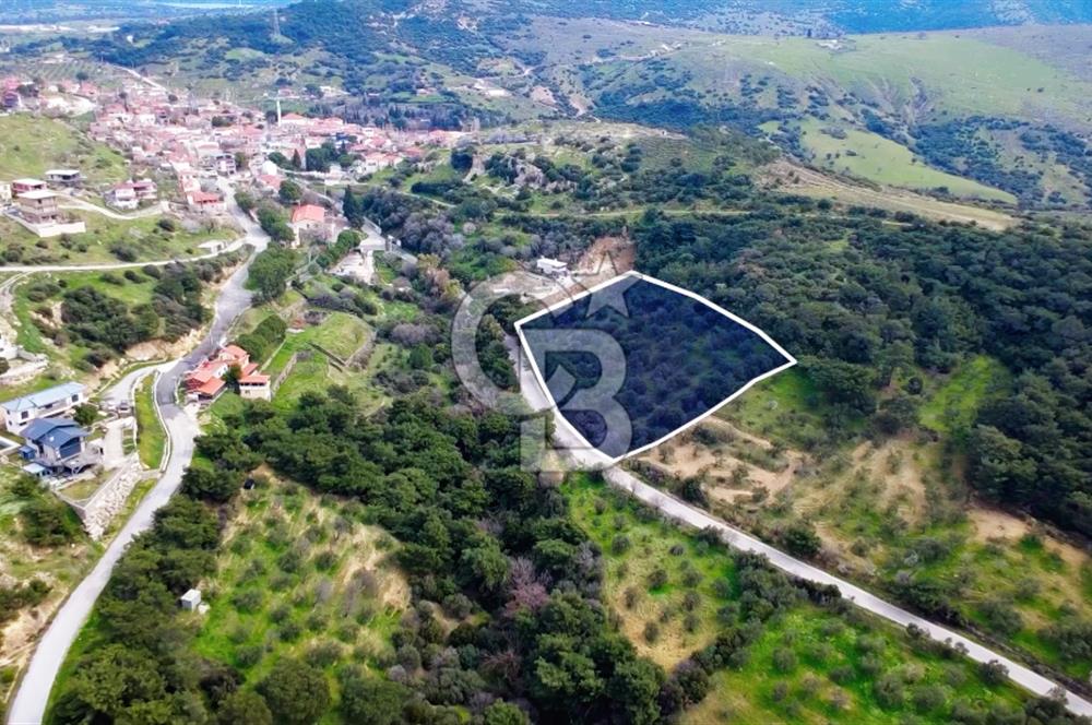 ALİAĞA AŞAĞI ŞAKRANDA YOLA SIFIR 5.700 m² ZEYTİNLİK