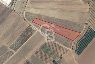 BİLECİK OSMANELİ DÜZMEŞE KÖYÜ YOLA YAKIN 6.583 m2 TEK TAPU TARLA - 1 - 335949