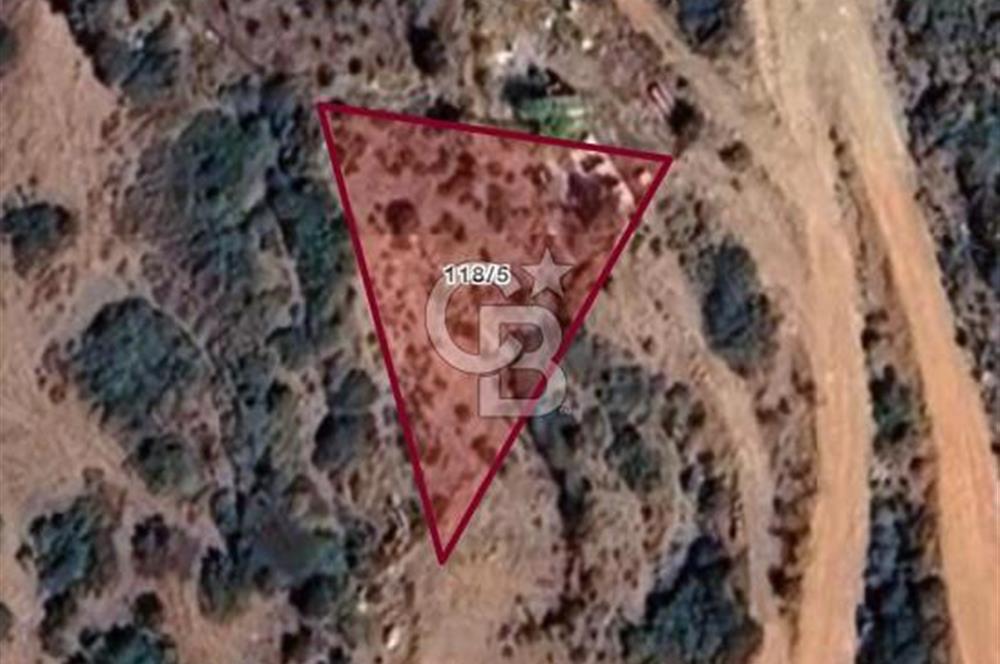 Seferihisar Orhanlı'da Satılık Zeytinlik