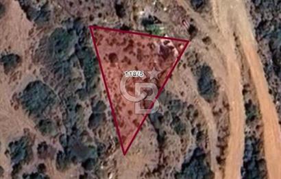 Seferihisar Orhanlı'da Satılık Zeytinlik