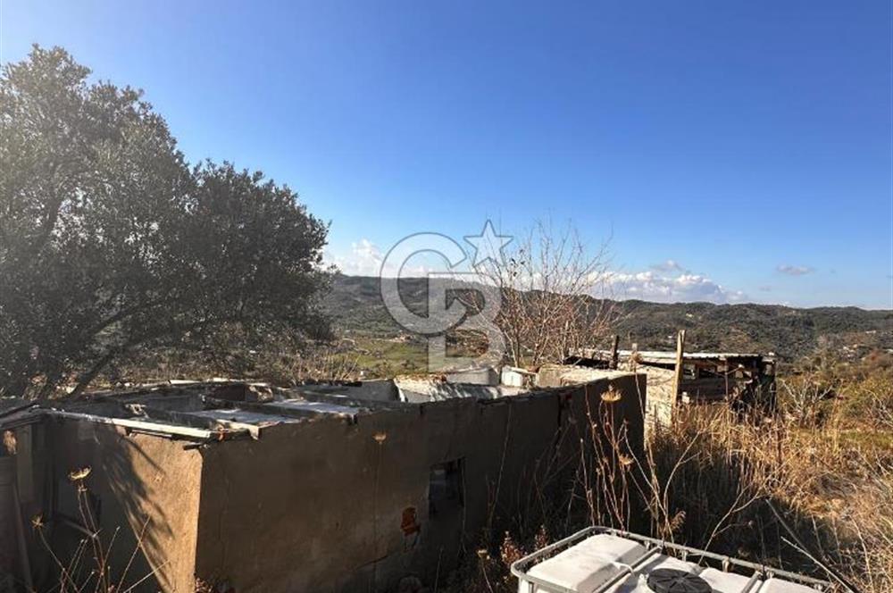 Seferihisar Orhanlı'da Satılık Zeytinlik