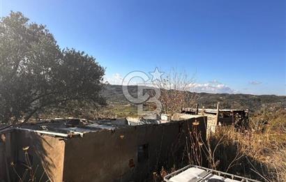 Seferihisar Orhanlı'da Satılık Zeytinlik