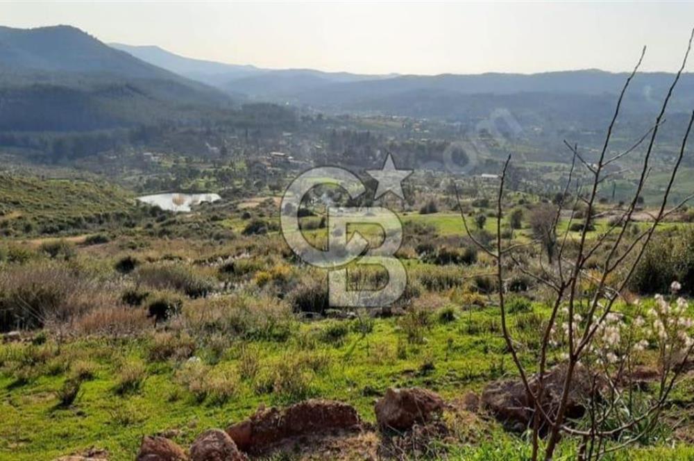 Seferihisar Orhanlı'da Satılık Zeytinlik