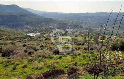 Seferihisar Orhanlı'da Satılık Zeytinlik