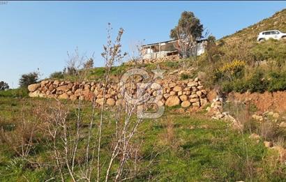 Seferihisar Orhanlı'da Satılık Zeytinlik