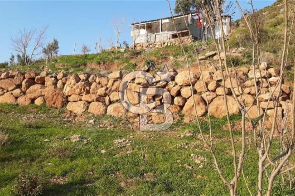 Seferihisar Orhanlı'da Satılık Zeytinlik