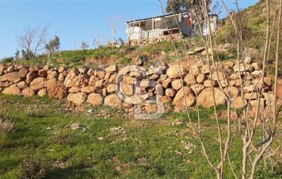 Seferihisar Orhanlı'da Satılık Zeytinlik