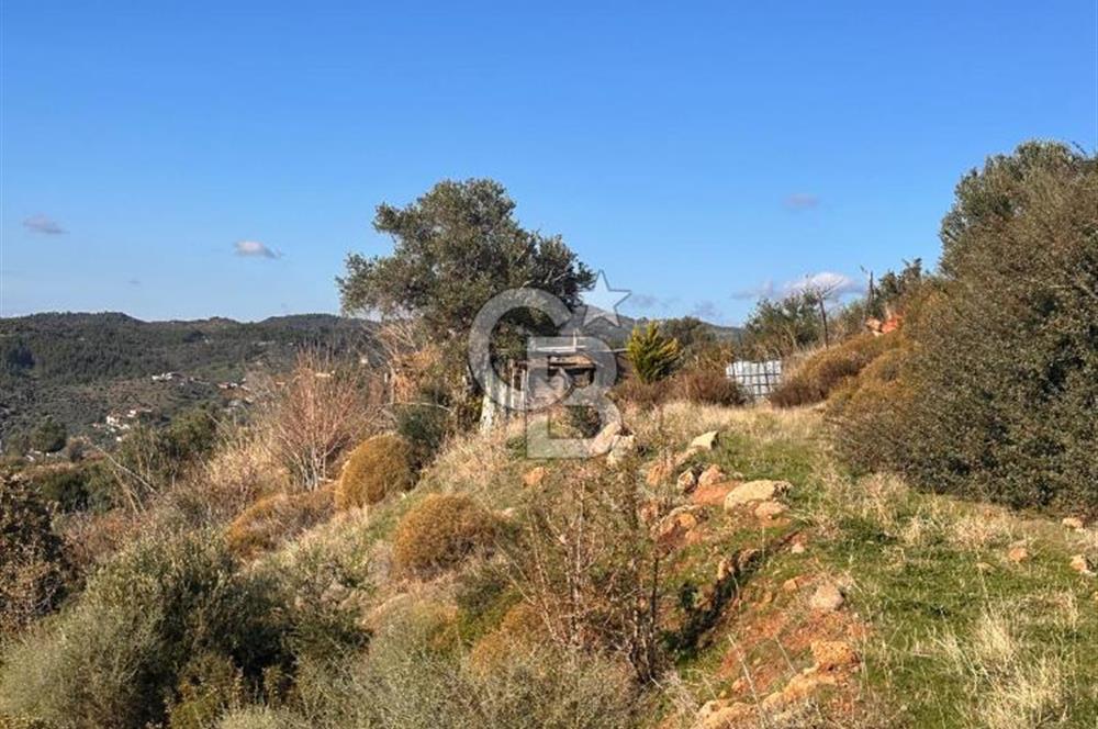 Seferihisar Orhanlı'da Satılık Zeytinlik