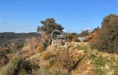 Seferihisar Orhanlı'da Satılık Zeytinlik