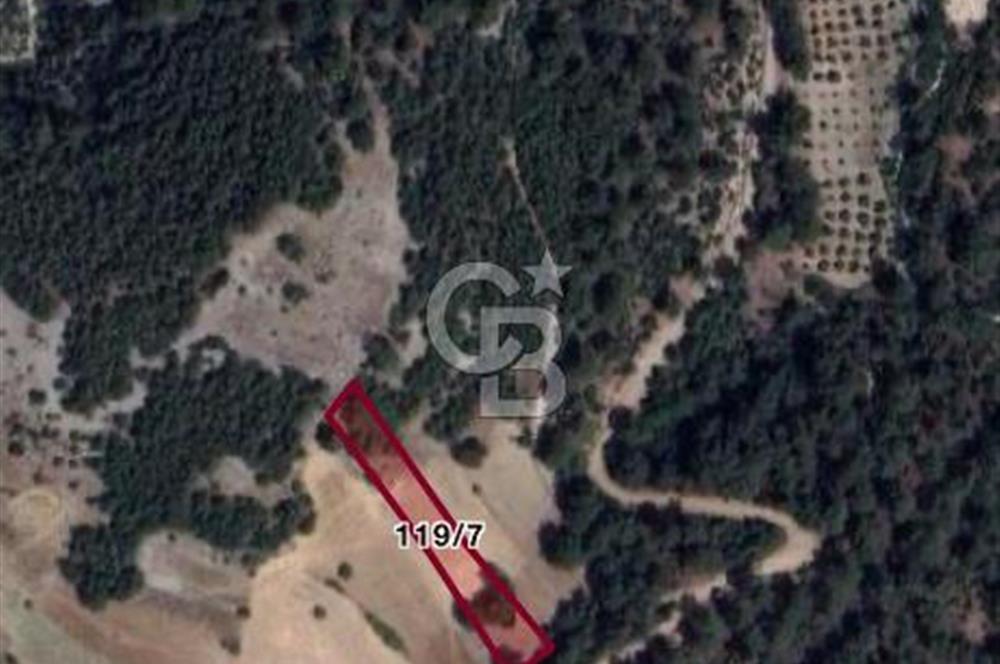 Muğla Fadılcada Orman İçinde 1.797 m² Müstakil Tarla