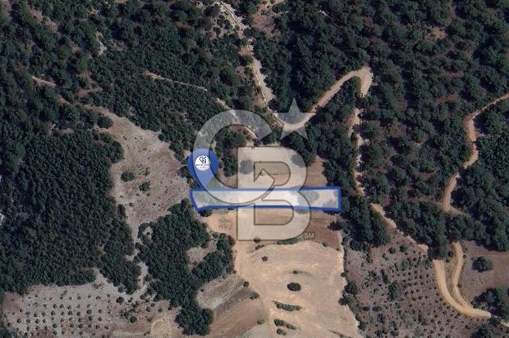 Muğla Fadılcada Orman İçinde 1.797 m² Müstakil Tarla