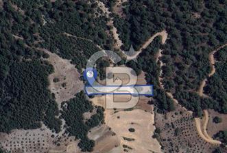 Muğla Fadılcada Orman İçinde 1.797 m² Müstakil Tarla - 1 - 336041