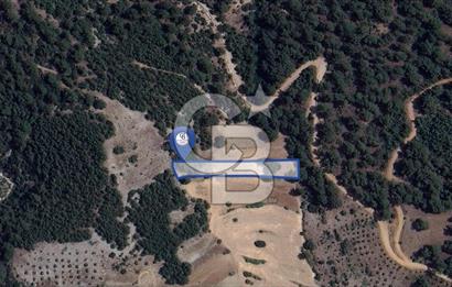 Muğla Fadılcada Orman İçinde 1.797 m² Müstakil Tarla
