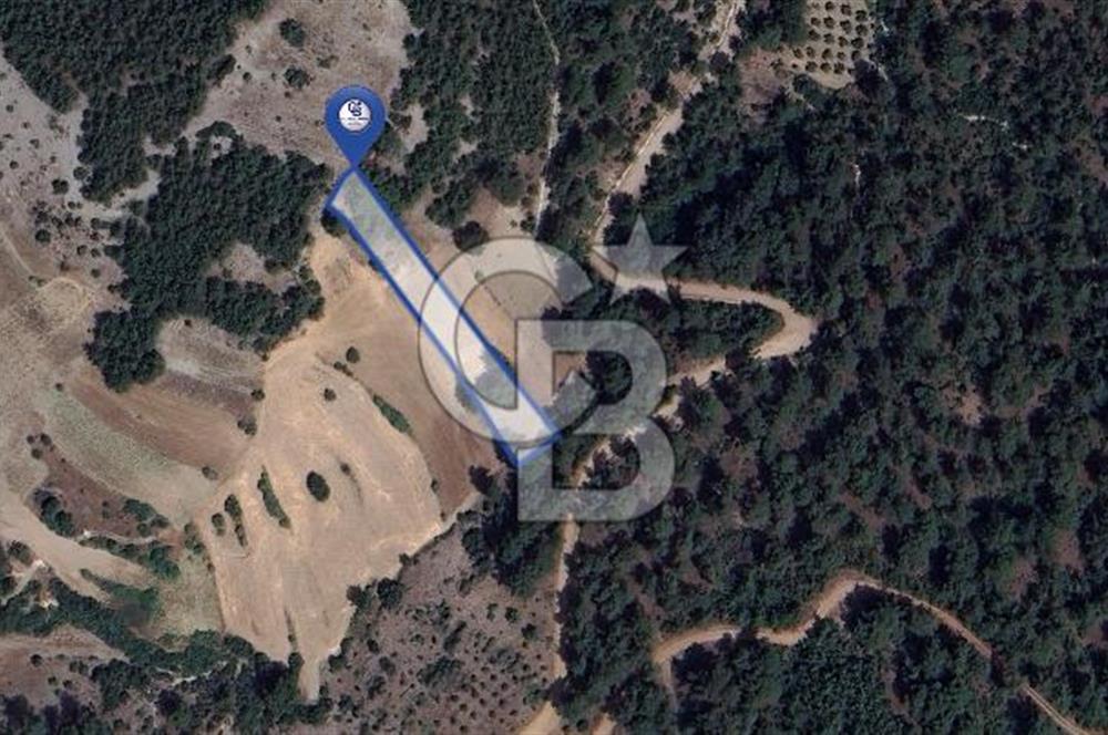 Muğla Fadılcada Orman İçinde 1.797 m² Müstakil Tarla