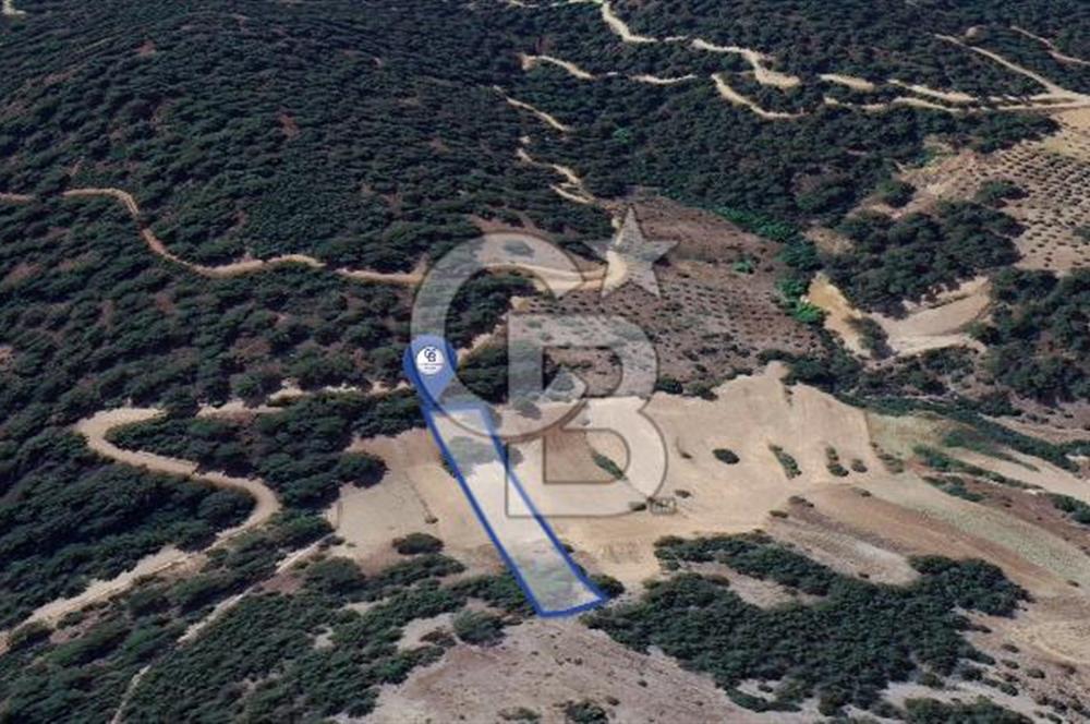 Muğla Fadılcada Orman İçinde 1.797 m² Müstakil Tarla