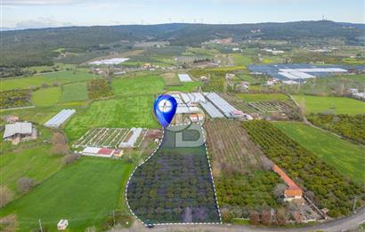 Seferihisar Düzce’de Azmak koyuna yakın Satılık Arazi 8377 m