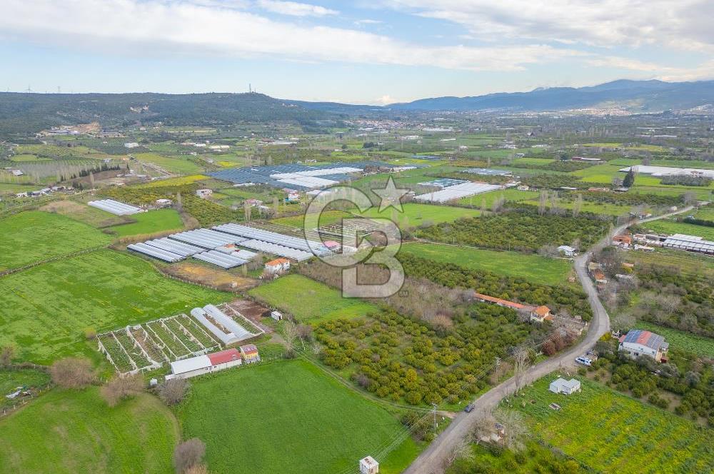 Seferihisar Düzce’de Azmak koyuna yakın Satılık Arazi 8377 m