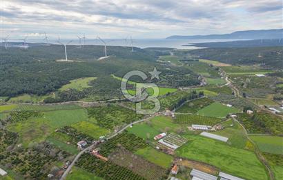 Seferihisar Düzce’de Azmak koyuna yakın Satılık Arazi 8377 m